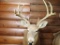 Taxidermy Whitetail Deer Mount