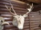 Taxidermy Caribou Mount