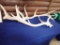 Elk Antlers