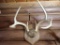 Taxidermy Whitetail Deer Mount