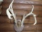 Taxidermy Whitetail Deer Mount