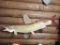 Taxidermy Musky Fish Mount