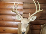 Taxidermy Whitetail Deer Mount