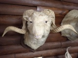 Taxidermy Barossa Ram Mount