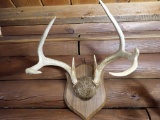 Taxidermy Whitetail Deer Mount