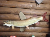 Taxidermy Musky Fish Mount