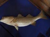 Taxidermy Striped Bass Fish Mount