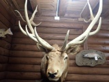 Large Taxidermy Elk Mount