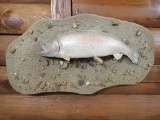 Taxidermy Rainbow Trout Fish Mount