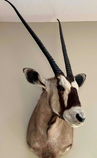 Gemsbok African Mount