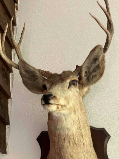 8 Point Deer Mount