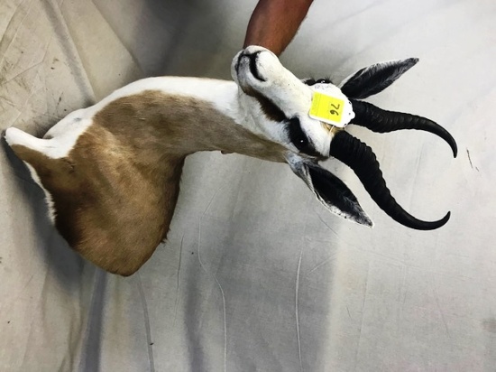 African Springbok  - LOCAL PICKUP ONLY