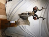 African Greater Kudu  - LOCAL PICKUP ONLY