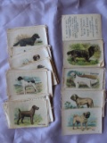 Near 50 set 1913 “Best Dogs of Their Breed” silk cigarette cards Australian