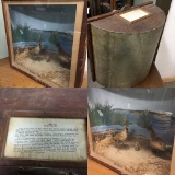 Antique Habitat Case From a Museum Display