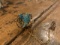STUNNING VICTORIAN BIRD TURQOUISE BROACH.