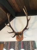 LARGE ELK MOUNT