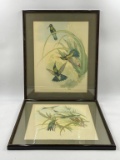 PAIR OF FRAMED HUMMING BIRD PRINTS