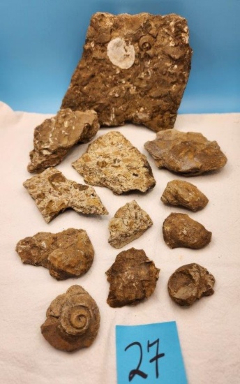 Assortment of Shell Fossils