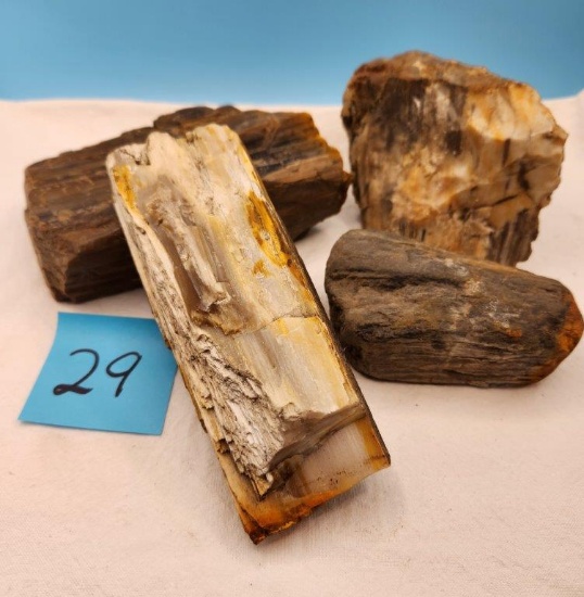 4 Pieces of Petrified Wood