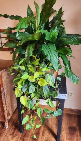 Peace Lily With Pothos And Small Table
