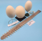Collection of Hollowed preserved Eggs