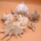 Nautical Collection of Large Shell Specimens