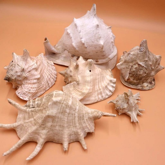 Nautical Collection of Large Shell Specimens