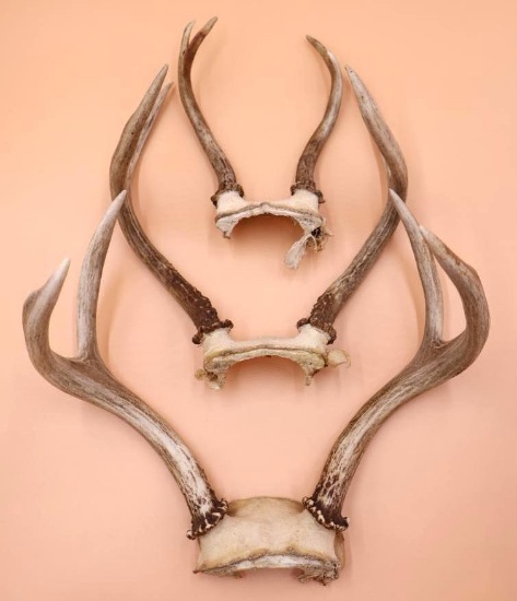 Three Sets of Deer Antlers