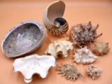 Large Natural Shell Collection