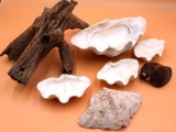 Real Clam Shells and Cholla Wood