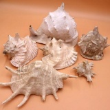 Nautical Collection of Large Shell Specimens