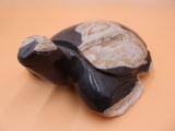 Giant Hand Carved Petrified Wood Turtle