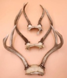 Three Sets of Deer Antlers