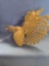 Brass gamecock.