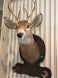 8 point deer shoulder mount with deer leg hooks