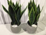 Flower pots with flowers 2 pcs