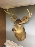 Seven point shoulder mount buck
