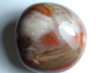 Natural Healing Colorful Petrified Wood 990 Carats