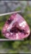 Natural Pink Tourmaline 25.15 Carats - Untreated