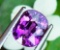 NATURAL PURPLE OVAL RHODOLITE GARNET 2.04 CT