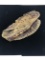 Eddie waitkus childs glove