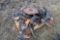 (6) Yetter Liquid Fertilizer Coulters