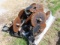 (16) Kinze No Till Coulters