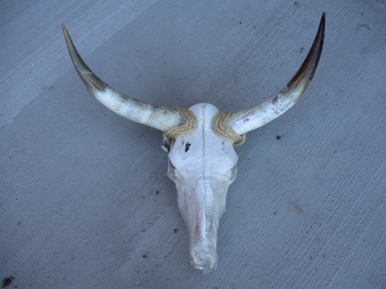 Longhorn Cow Skull