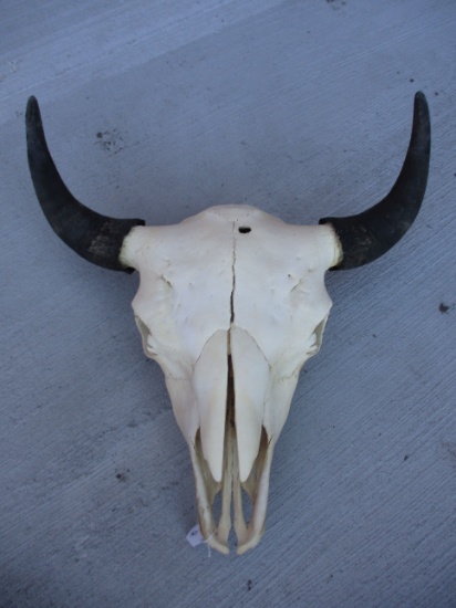 Buffalo Skull