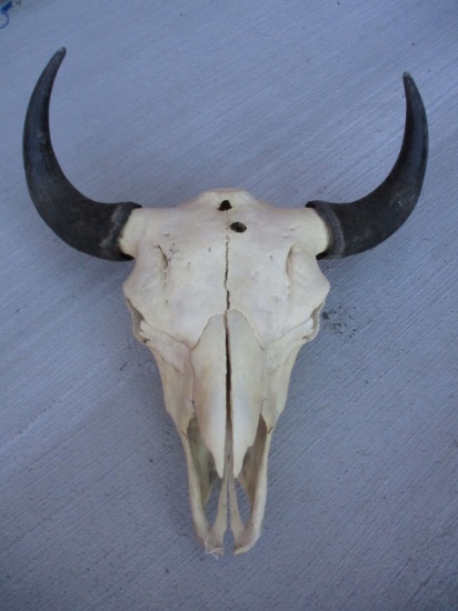 Buffalo Skull