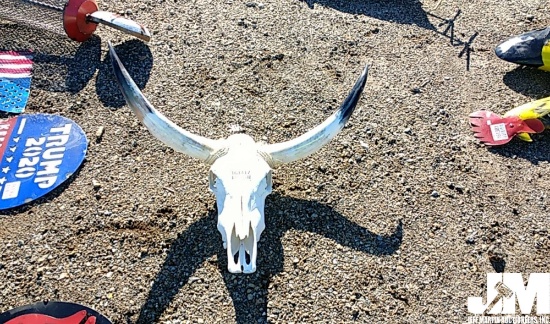 STEER SKULL WITH HORNS