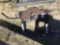 FIFTH WHEEL HITCH/FRAME
