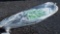 SUNDOLPHIN AHOLA 10.5 PADDLE BOARD